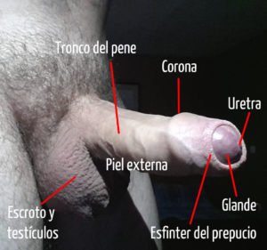 Anatomía básica del pene