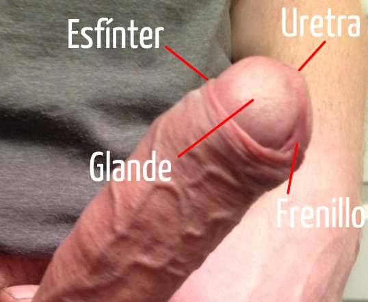 Esfinter prepucial. Fimosis